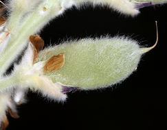 Image of velvet lupine