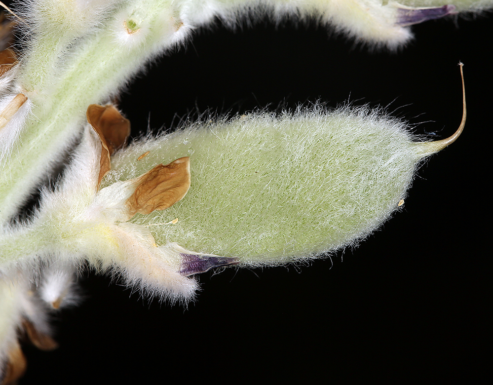 Lupinus leucophyllus Lindl. resmi