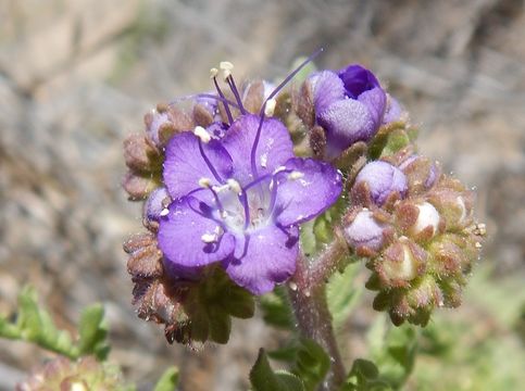 Image of Pope's phacelia