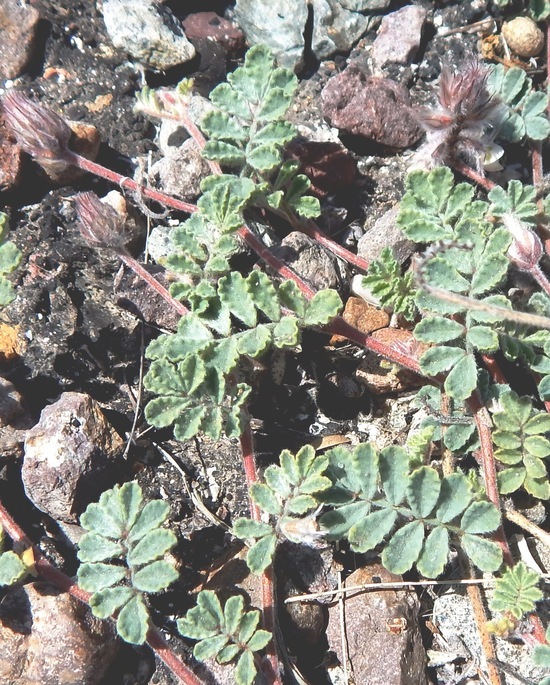 Image of downy prairie clover