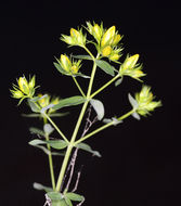 Image of St John's wort