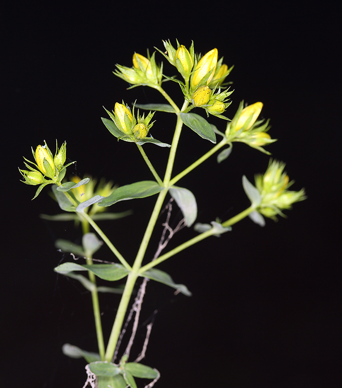 صورة St John's Wort