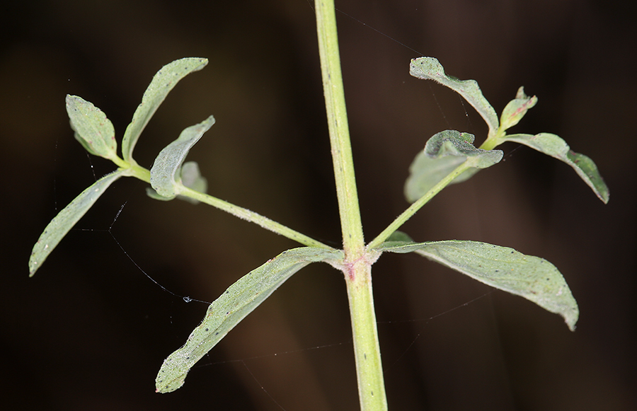 Image of St John's wort