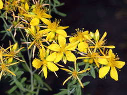 Image of St John's wort