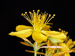 صورة St John's Wort