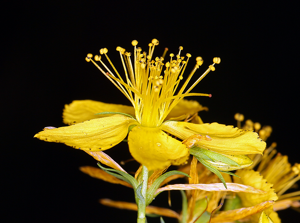 Image of St John's wort