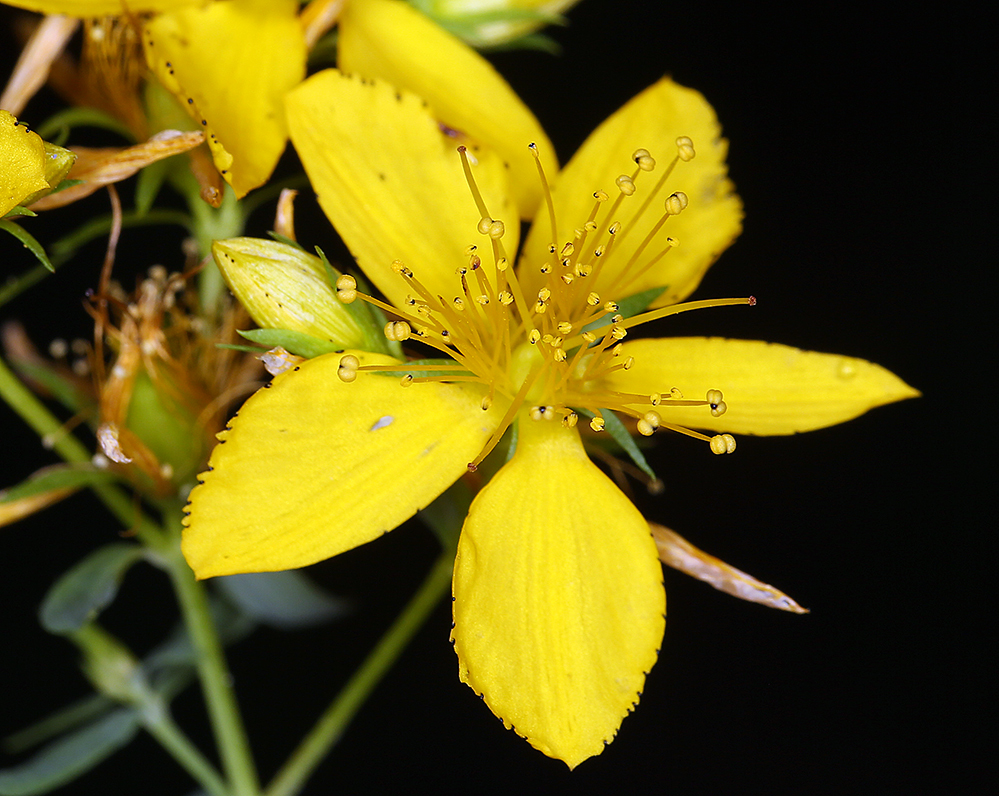 Image of St John's wort