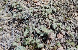 Image of downy prairie clover