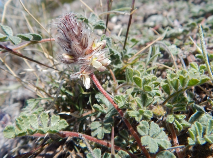 Image of downy prairie clover