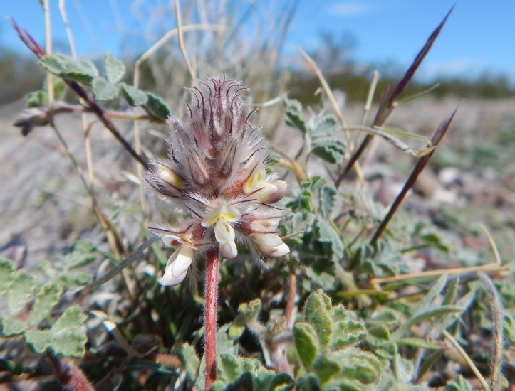 Image of downy prairie clover