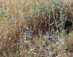 Eryngium articulatum Hook. resmi