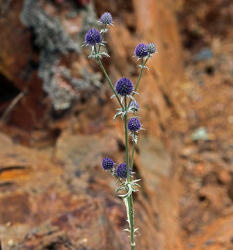 Image de Eryngium articulatum Hook.