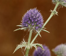 Eryngium articulatum Hook. resmi