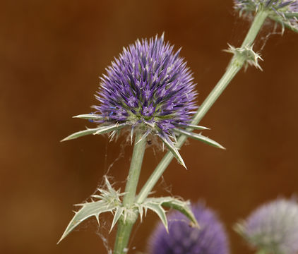 Eryngium articulatum Hook. resmi