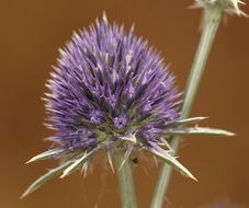 Eryngium articulatum Hook. resmi