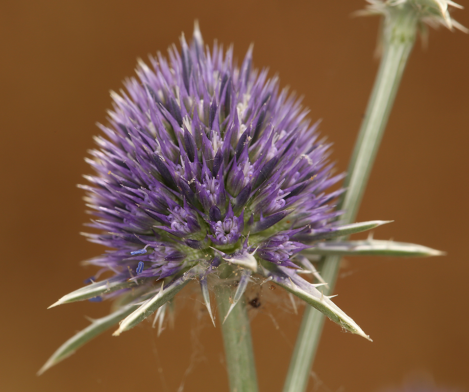 Eryngium articulatum Hook. resmi