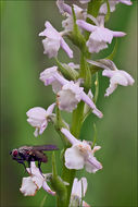 Image of Short spurred fragrant orchid