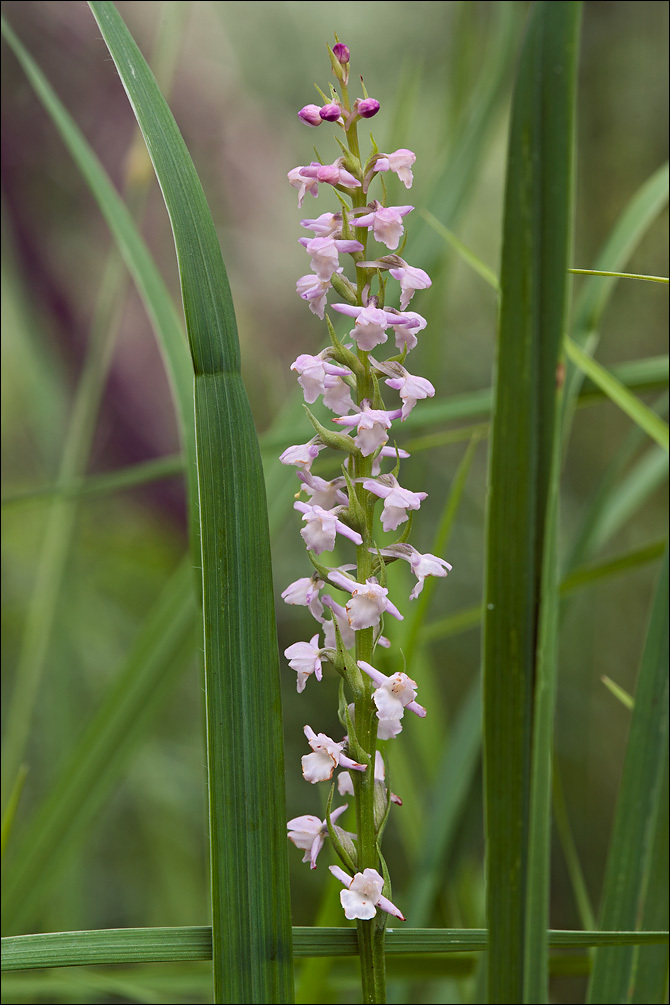 Image of Short spurred fragrant orchid