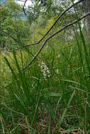 Image of Short spurred fragrant orchid