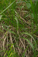 Image of Short spurred fragrant orchid