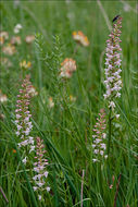 Image of Short spurred fragrant orchid