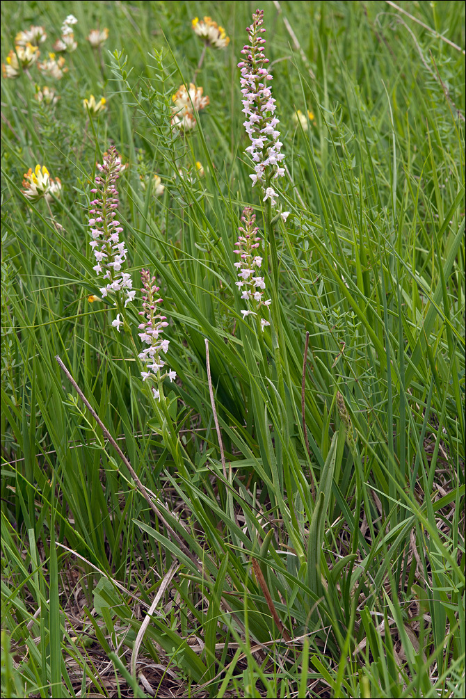 Image of Short spurred fragrant orchid