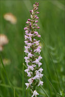 Image of Short spurred fragrant orchid