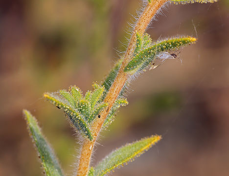 Image of Whitecrown