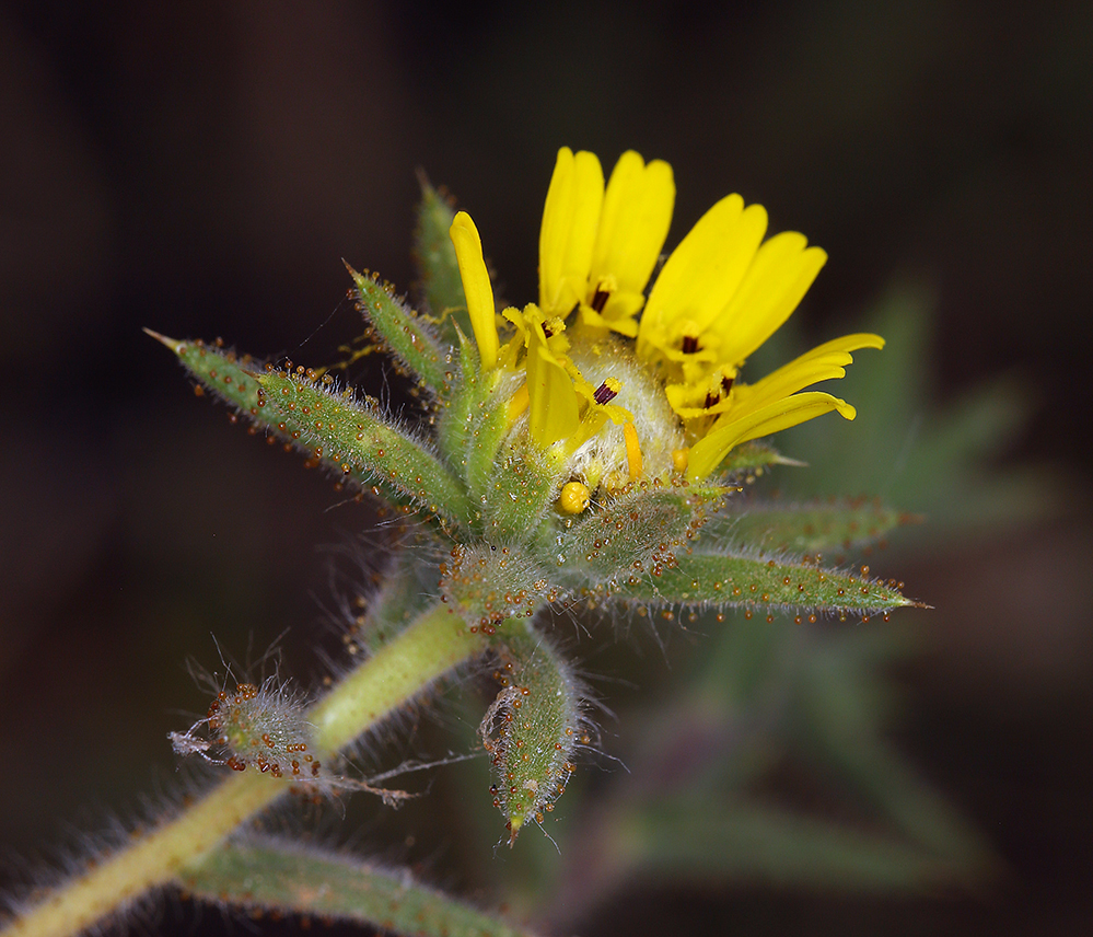 Image of Fitches Spikeweed