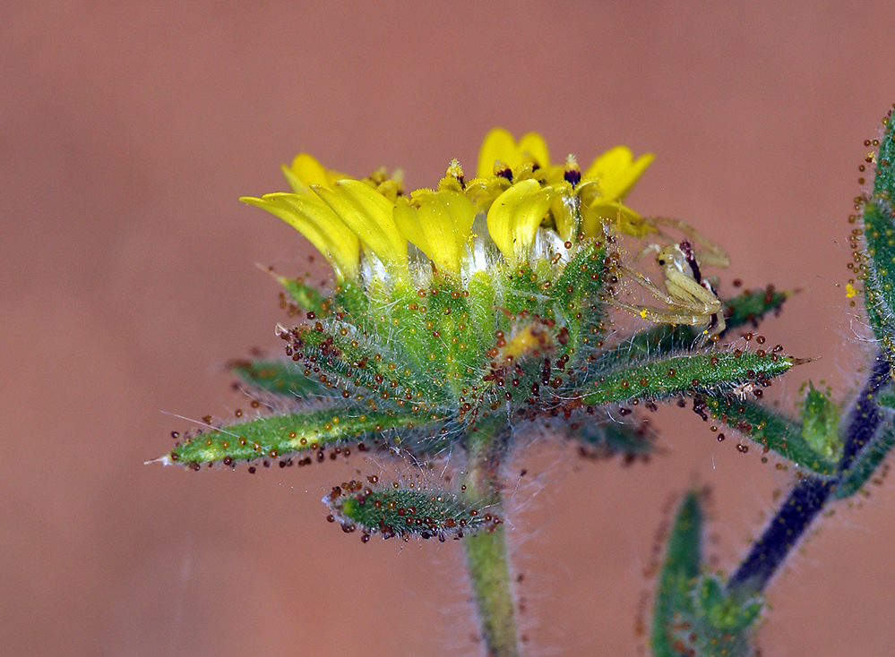 Image of Fitches Spikeweed