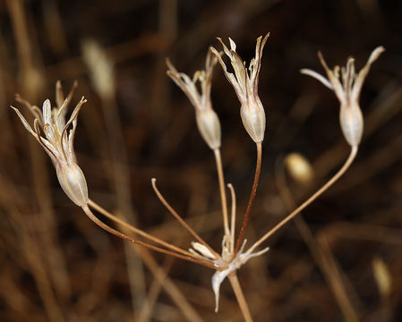 Image of Matson's brodiaea