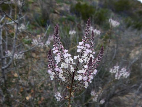 Imagem de Aloysia gratissima (Gillies & Hook.) Tronc.