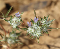 Imagem de Eriastrum diffusum (A. Gray) Mason