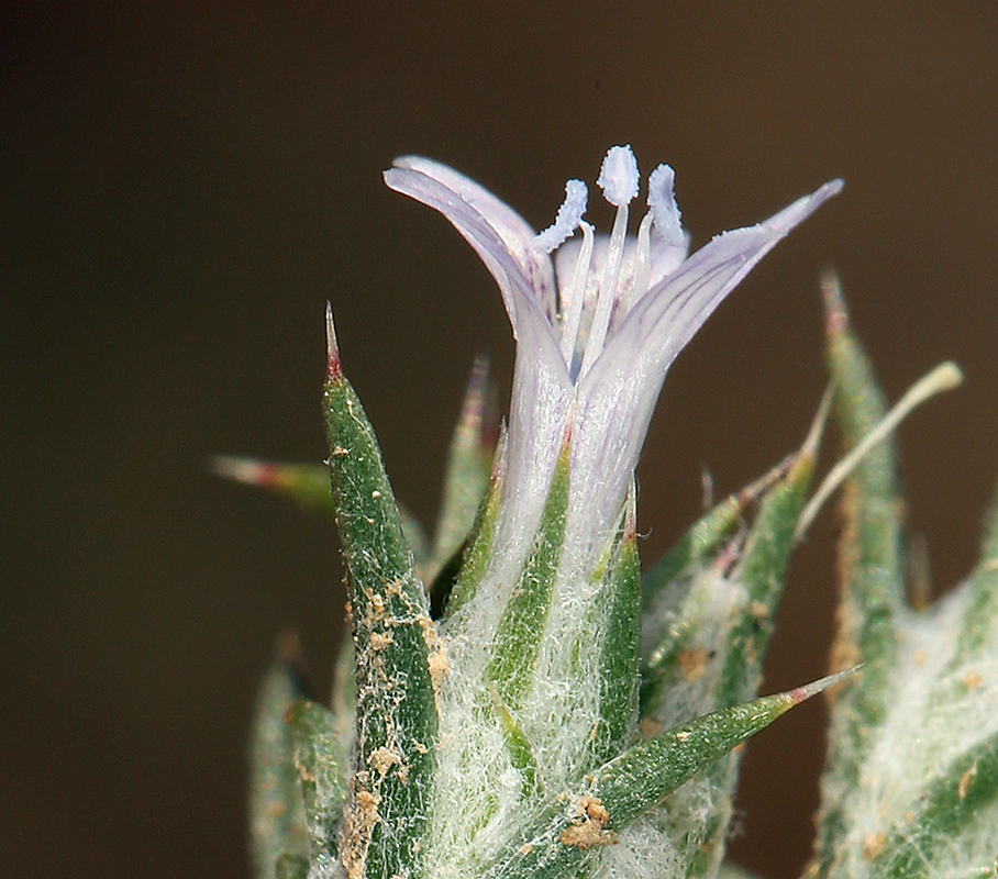 Слика од Eriastrum diffusum (A. Gray) Mason