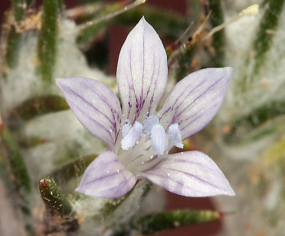 Слика од Eriastrum diffusum (A. Gray) Mason