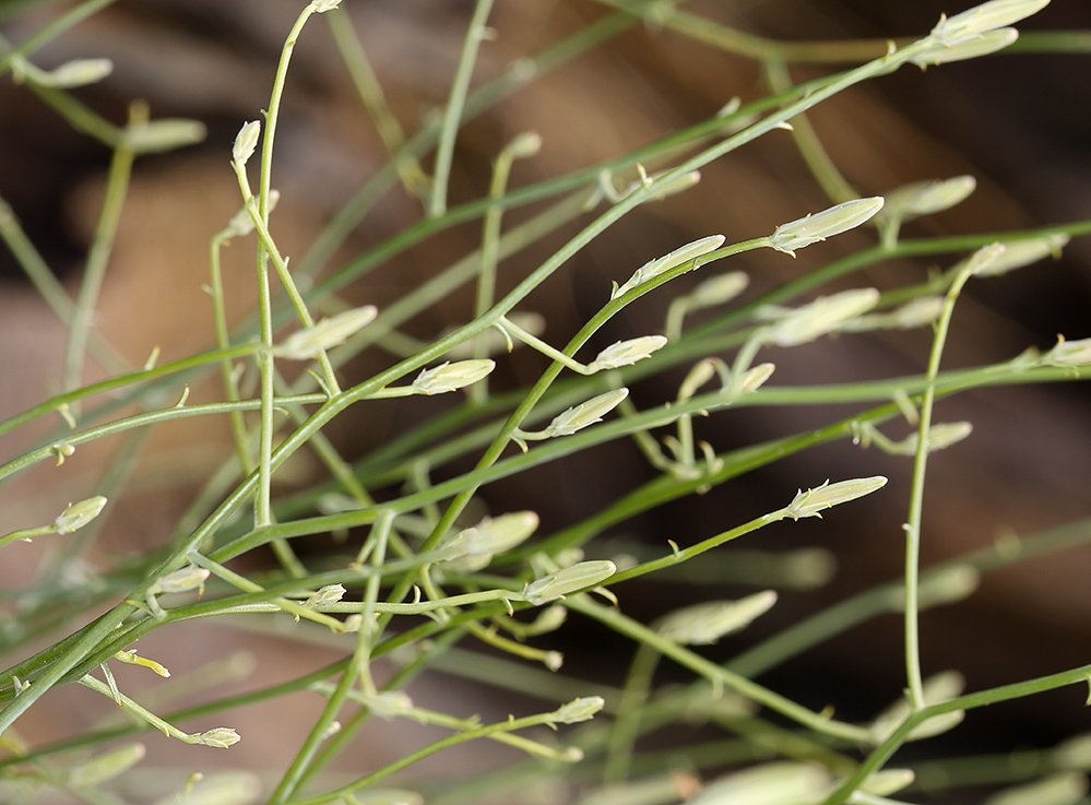 صورة Stephanomeria pauciflora (Torr.) A. Nels.