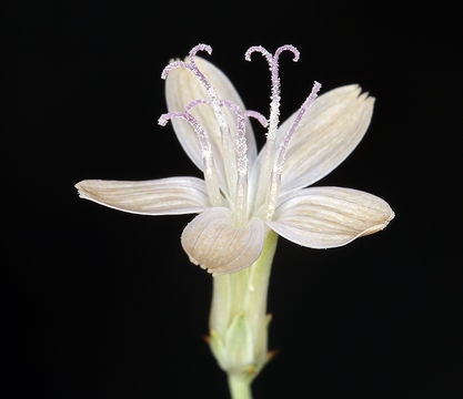 Image of brownplume wirelettuce