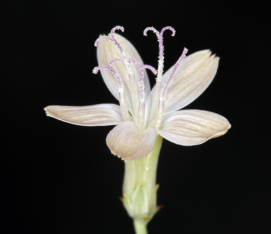 صورة Stephanomeria pauciflora (Torr.) A. Nels.