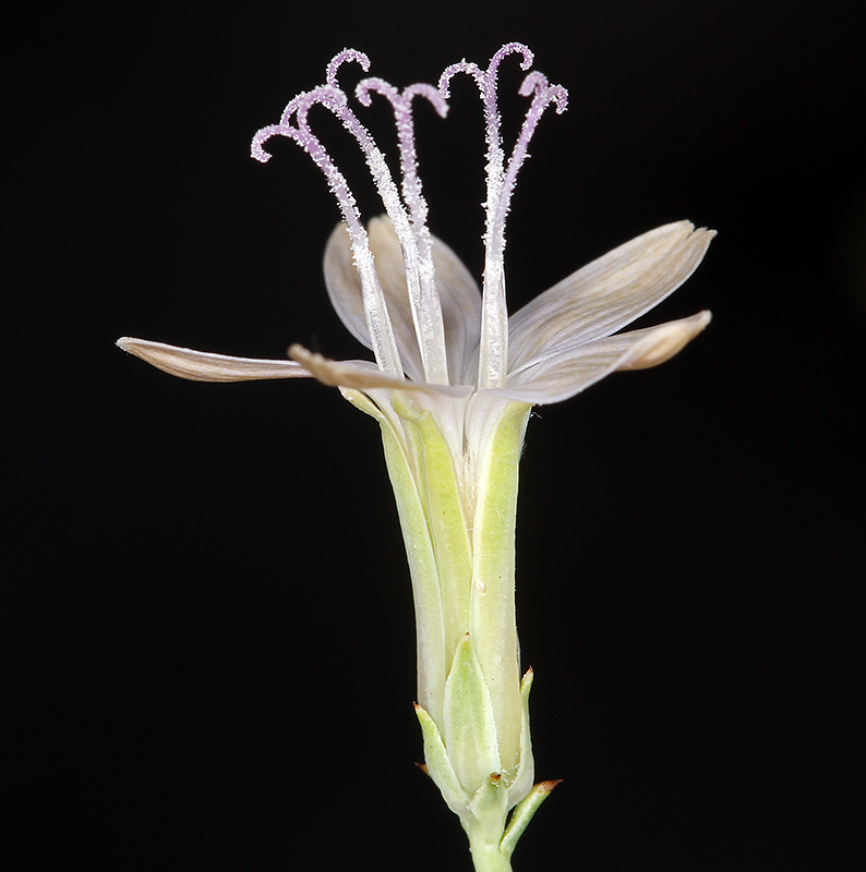 صورة Stephanomeria pauciflora (Torr.) A. Nels.