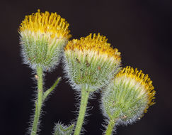 Image of <i>Erigeron <i>aphanactis</i></i> var. aphanactis