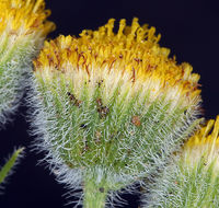 Image of <i>Erigeron <i>aphanactis</i></i> var. aphanactis