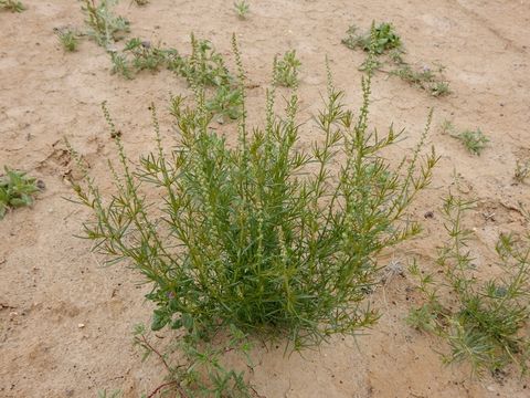 Image of lineleaf whitepuff