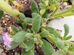 Image of Havard's fiddleleaf