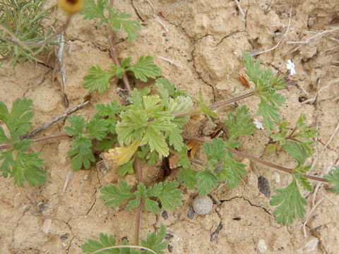 Image of pink mock vervain