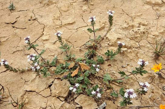 Imagem de Glandularia pumila (Rydb.) Umber