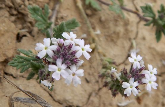 Sivun Glandularia pumila (Rydb.) Umber kuva