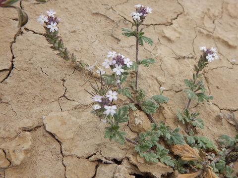 Sivun Glandularia pumila (Rydb.) Umber kuva