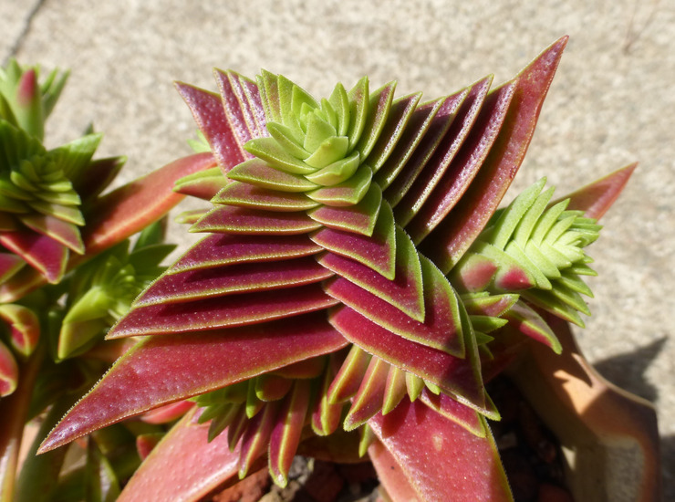 Image of Crassula capitella subsp. thyrsiflora (Thunb.) Tölken