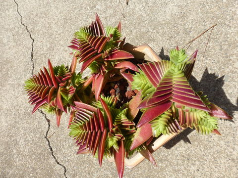 Image of Crassula capitella subsp. thyrsiflora (Thunb.) Tölken