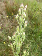 Image of tall fleabane